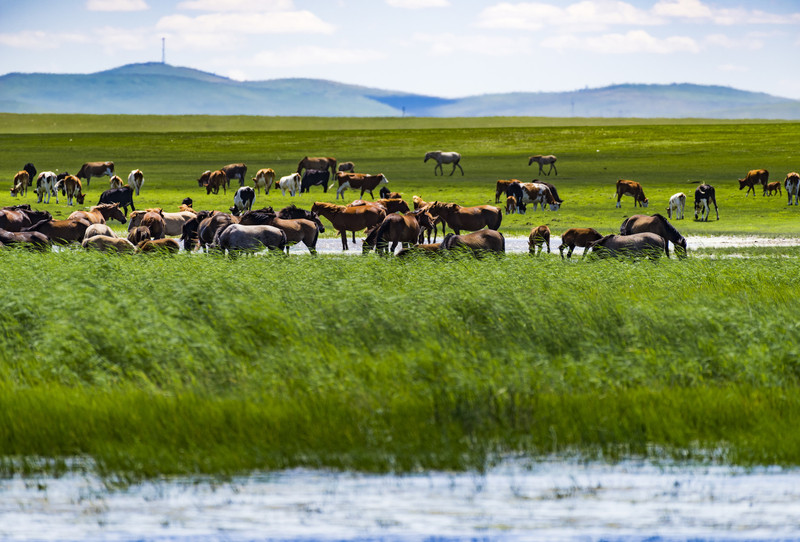 内蒙古，广袤绿色海洋的壮美画卷