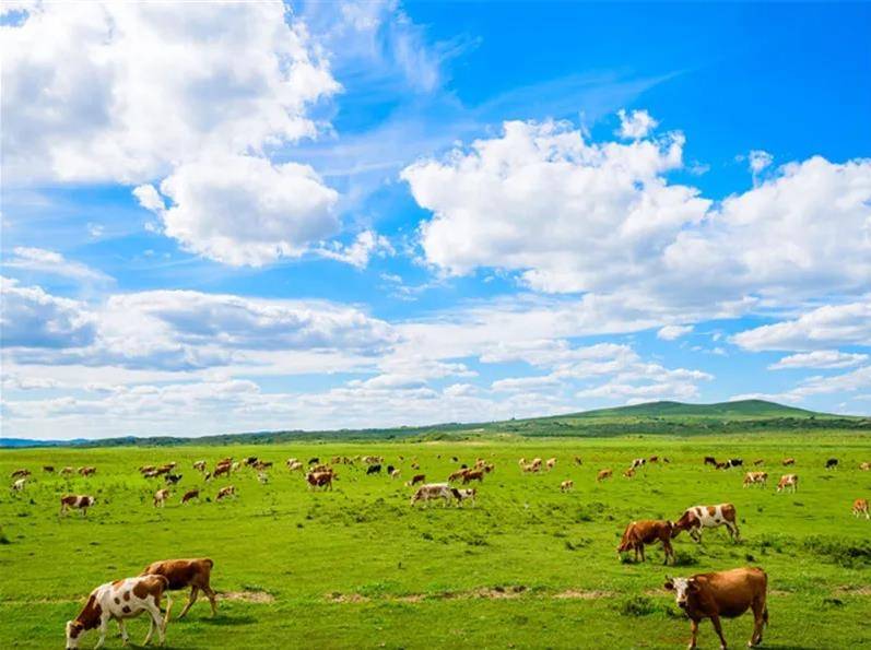 内蒙古,广袤绿色海洋的壮美画卷